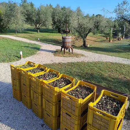Frutti Antichi - Melograno Fano (Pesaro and Urbino)