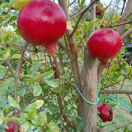 Frutti Antichi - Melograno *