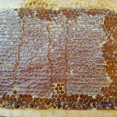 Frutti Antichi - Melograno